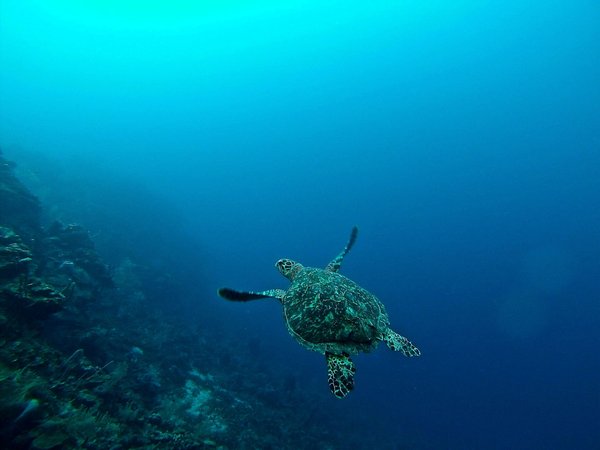 Quels sont les meilleurs spots pour une plongée avec les tortues marines aux Seychelles ?